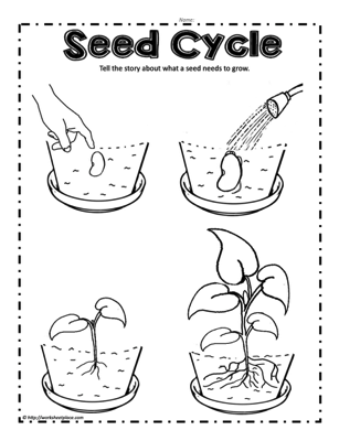 Seed Coloring Page Graphic